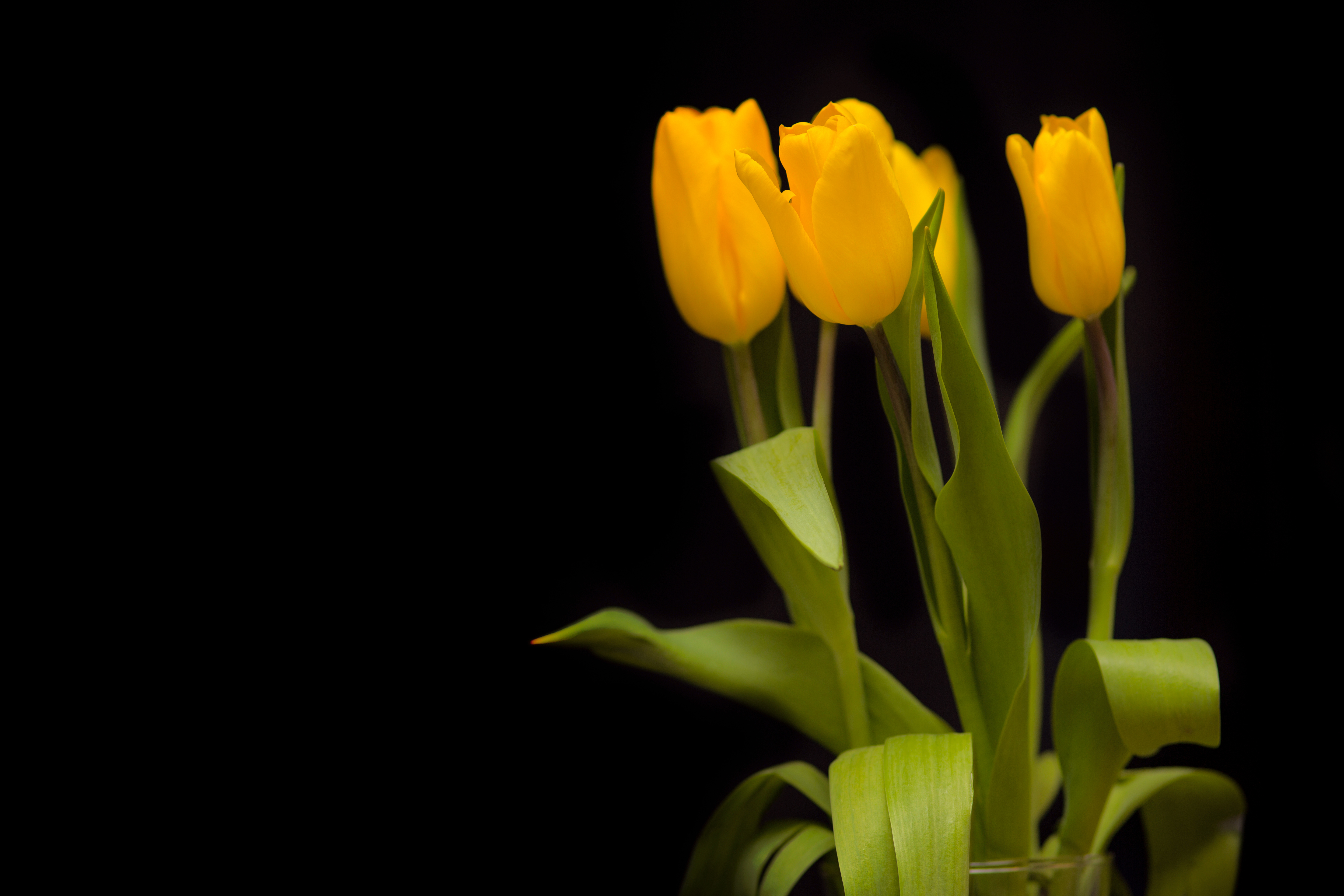 Yellow tulips on a dark background