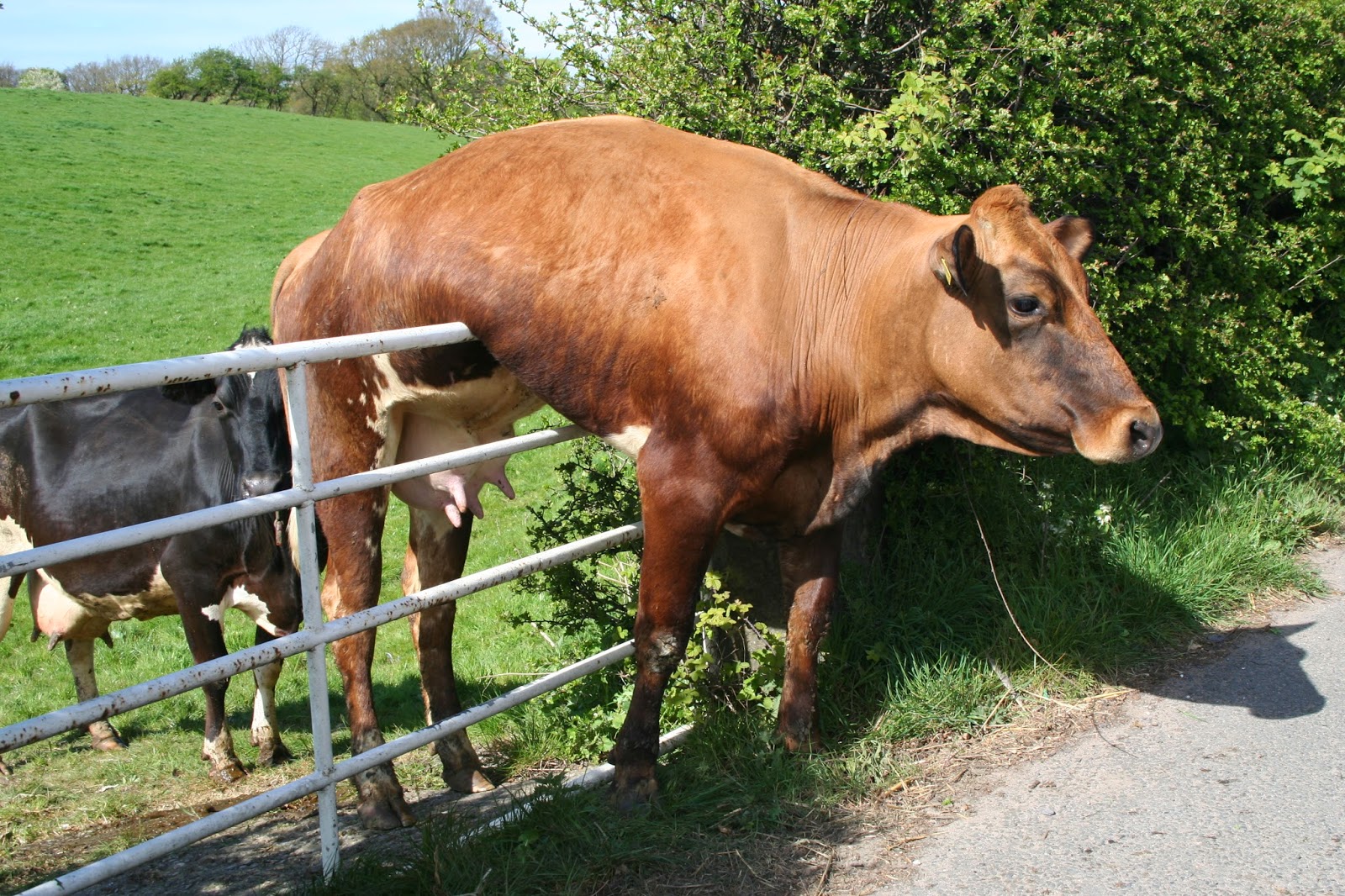 0bigstock-Cow-And-Gate--5928923
