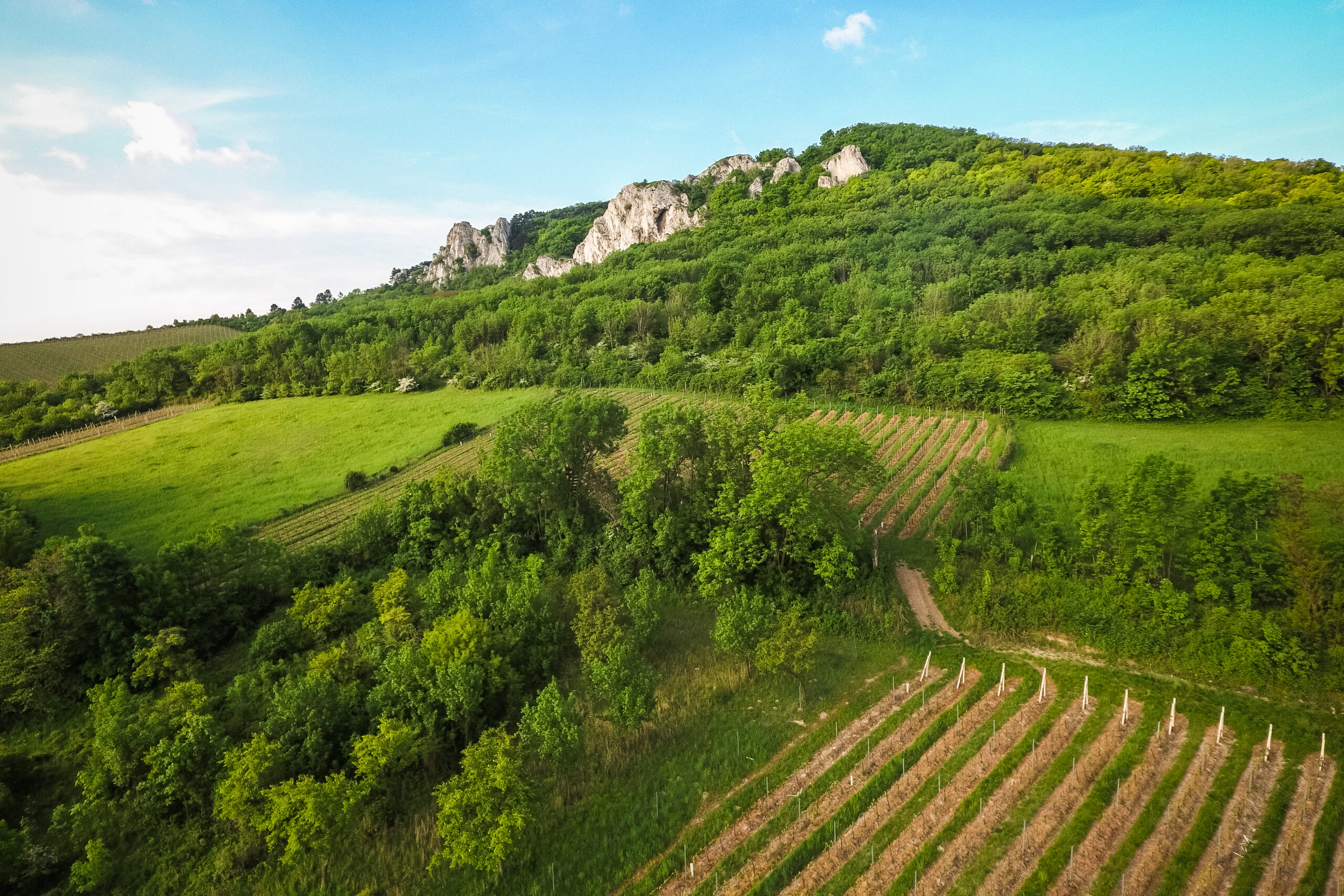 White rocks in a wooded vineyard representing a peaceful nature retreat setting for lasting mental health improvement